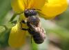 Osmia aurulenta
